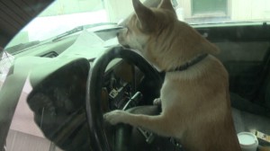 Toby going for a joyride